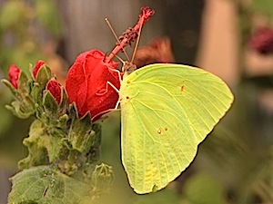 Cloudless Sulphur